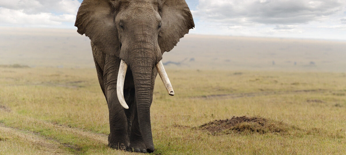 Kenya to Tanzania through Amboseli National Park