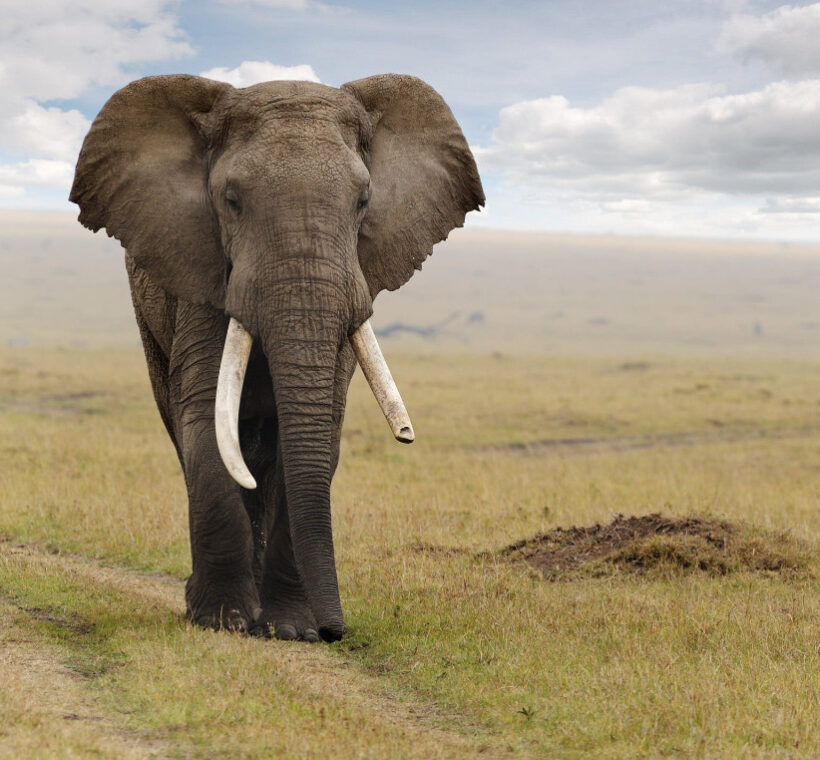 Kenya to Tanzania through Amboseli National Park