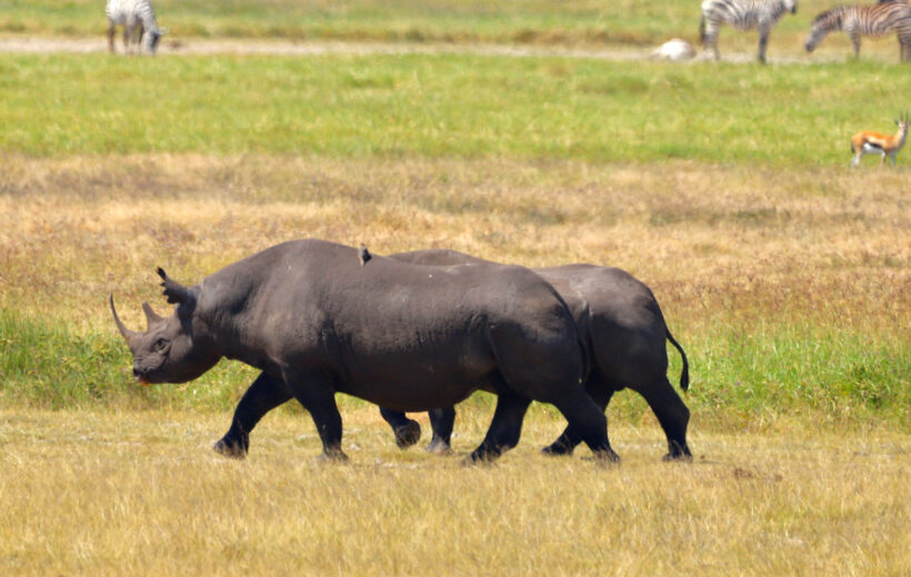 Day Trip to Ngorongoro Crater