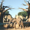 Tarangire National Park, elephant and baobab tree