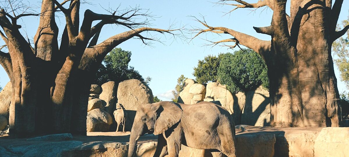 Tarangire National Park, elephant and baobab tree