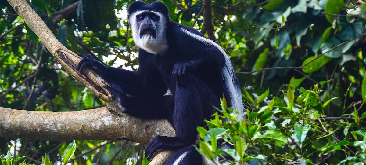 Arusha National Park