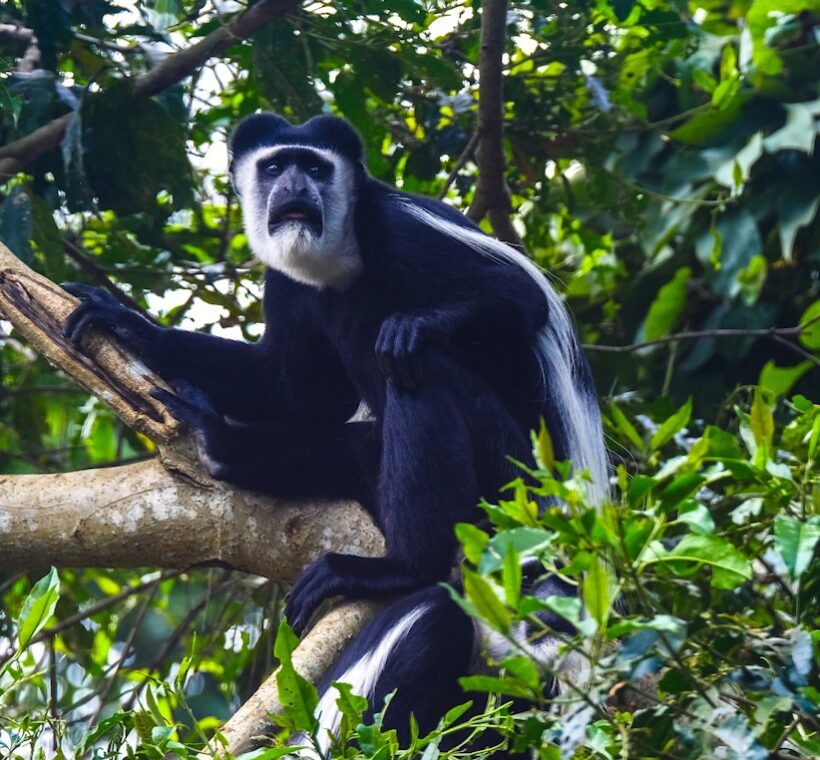 Arusha National Park