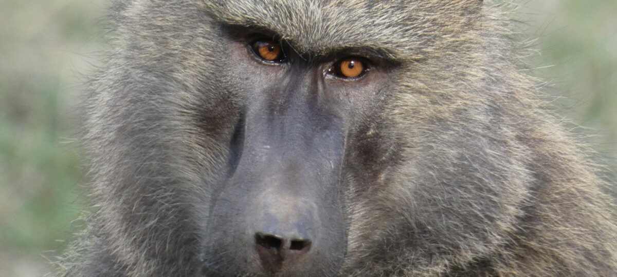 gorillas and chimps in Rwanda and Uganda