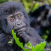 Rwanda Gorilla Tour