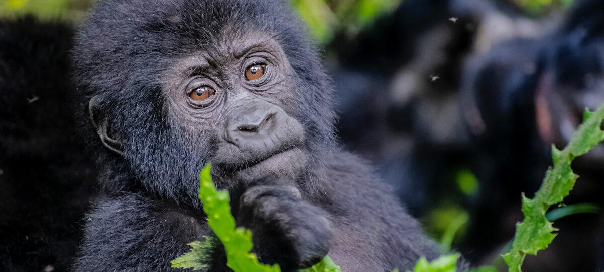 Rwanda Gorilla Tour