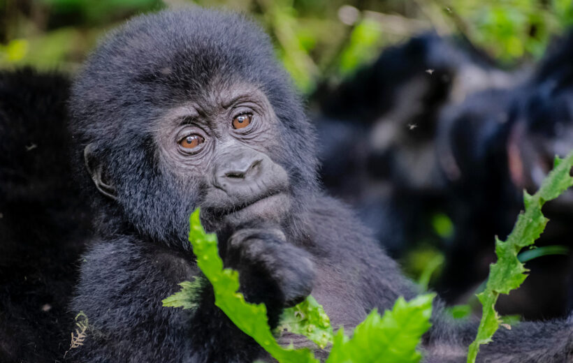 Rwanda Gorilla Trekking in 3 days