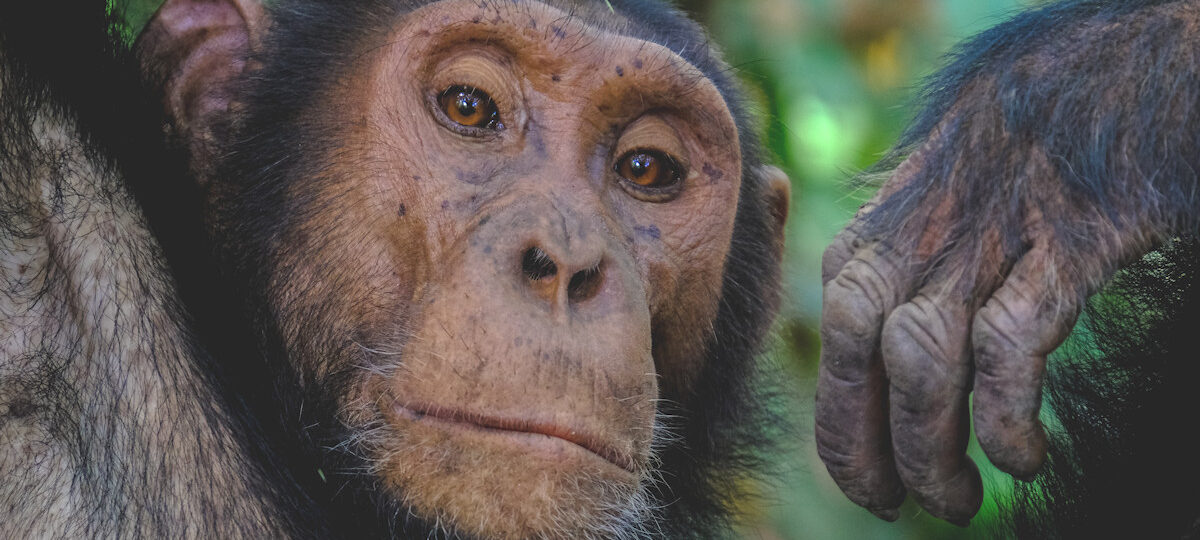 Gorilla Trekking in Rwanda and Uganda