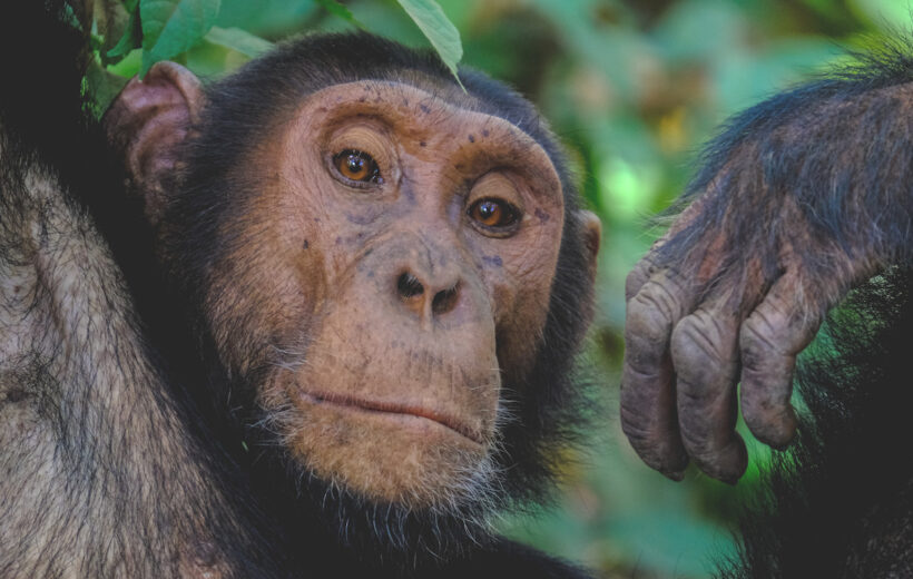 4 day Rwanda to Uganda Gorilla Trekking