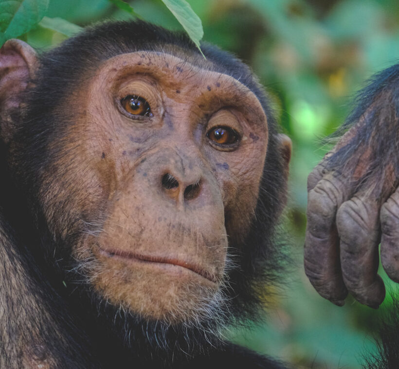 Gorilla Trekking in Rwanda and Uganda