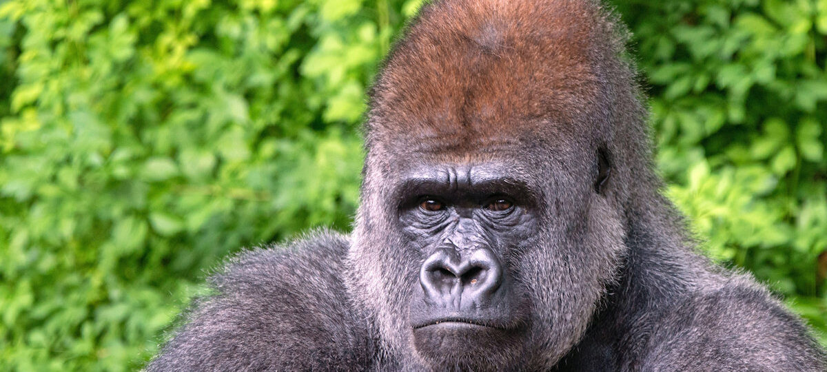 Explore Rwanda and Uganda for Gorilla adventure