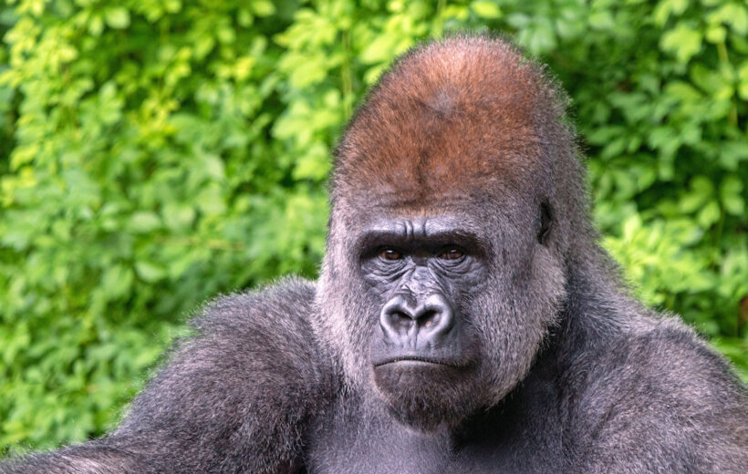 Explore Rwanda & Uganda in 5 Days of Gorilla Adventure