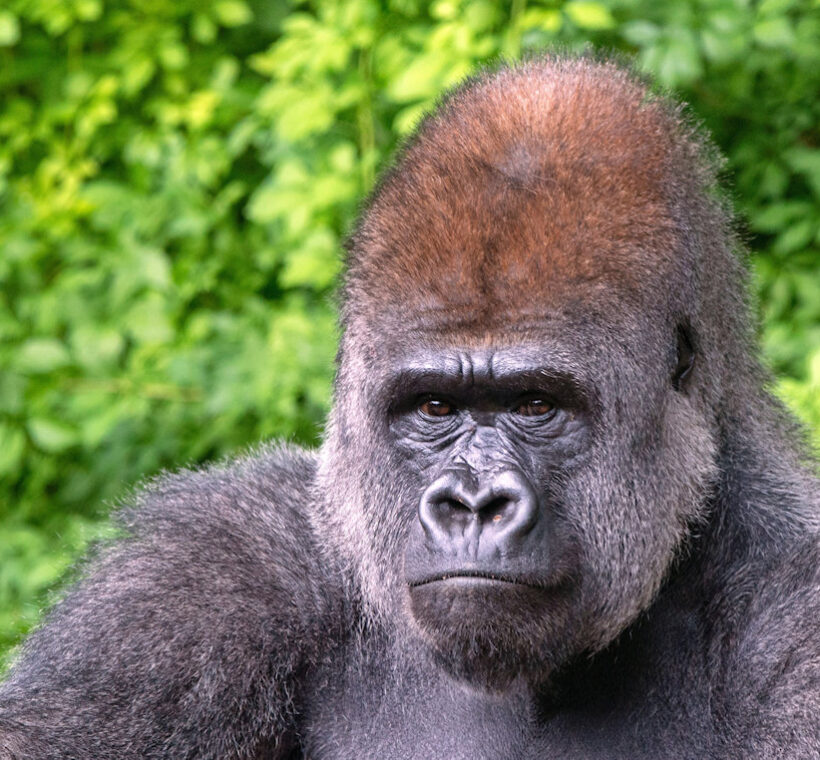 Explore Rwanda and Uganda for Gorilla adventure