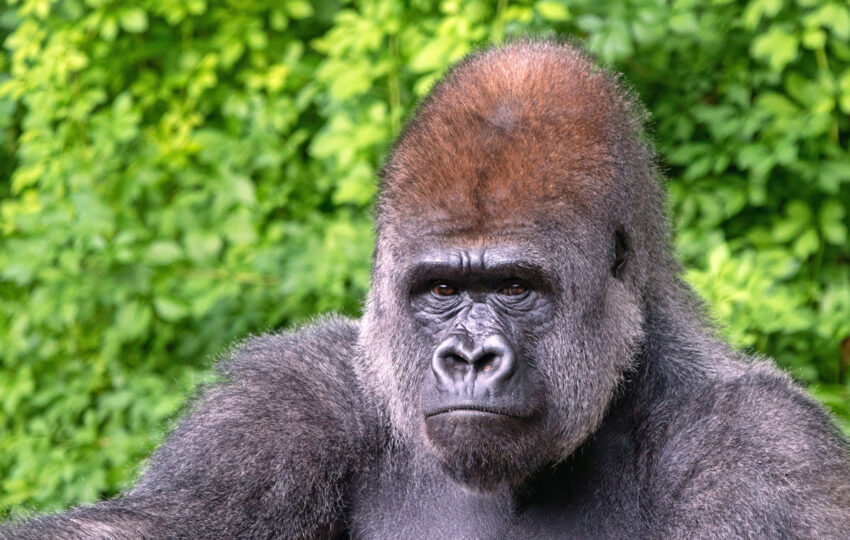 Explore Rwanda and Uganda for Gorilla adventure