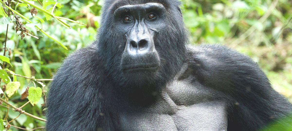 The Bwindi Impenetrable National Park