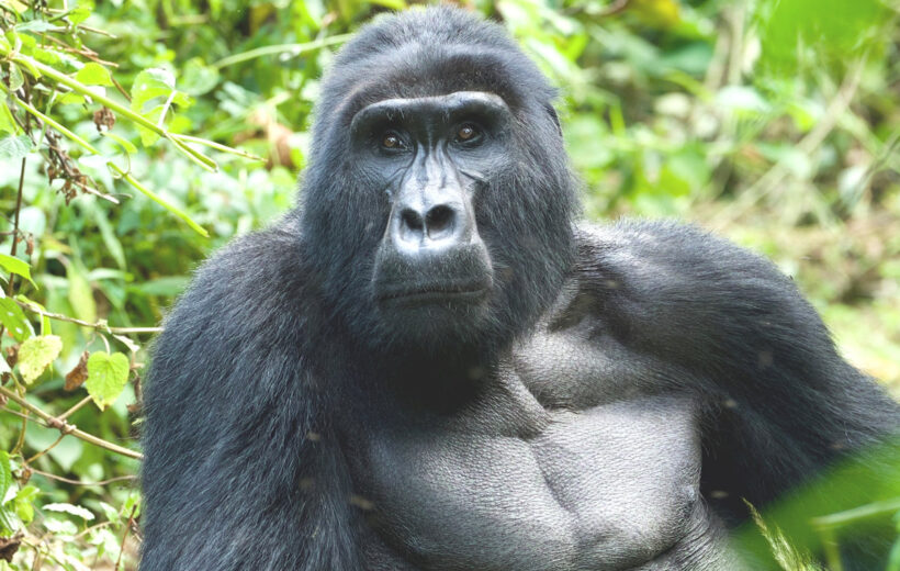 Thrilling 4-Day Gorilla Adventure in Rwanda & Uganda