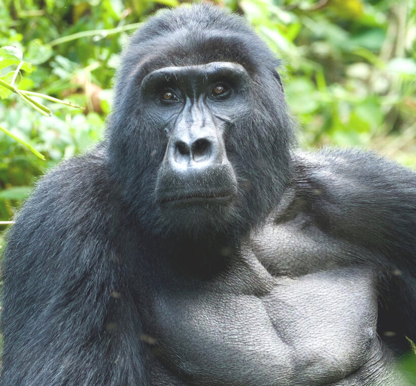 The Bwindi Impenetrable National Park