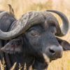 Northern Circuit Tanzania, buffaloes