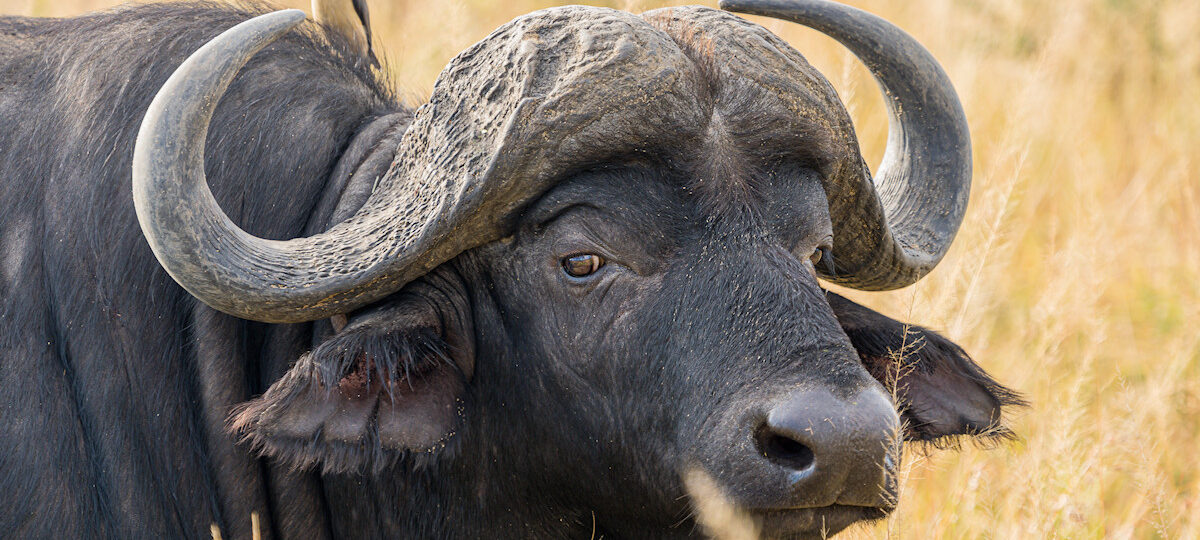 Northern Circuit Tanzania, buffaloes
