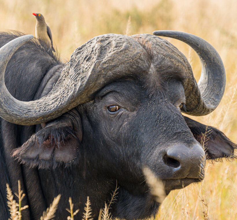 Northern Circuit Tanzania, buffaloes
