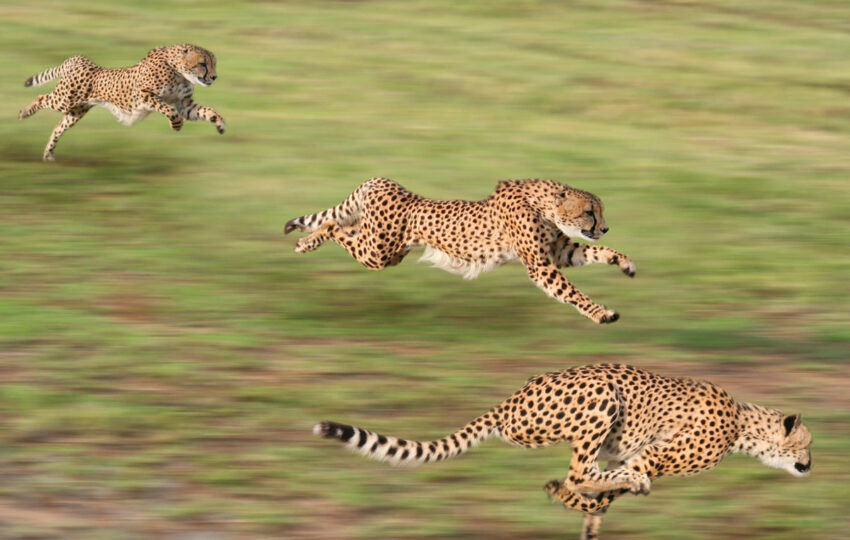 cheetah chase