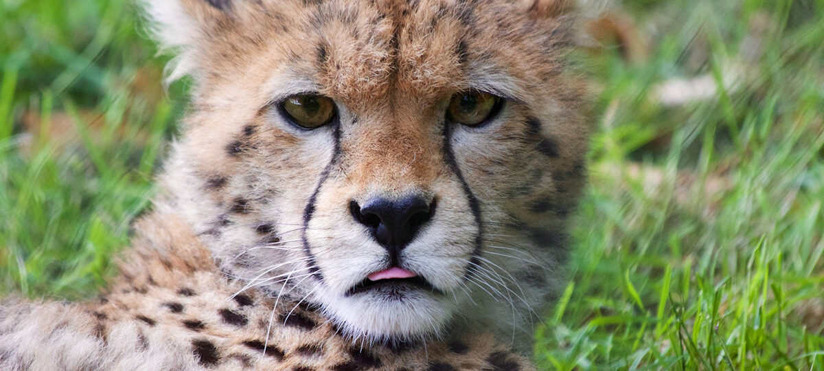 Tanzania Classic Safari