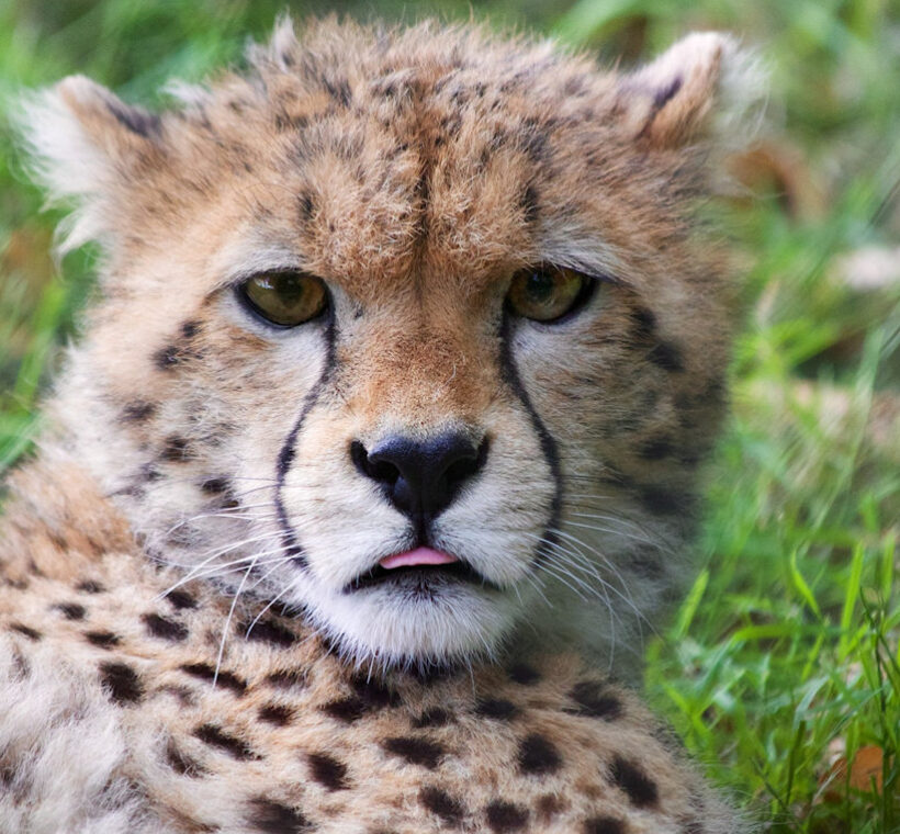 Tanzania Classic Safari