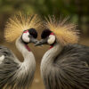 honey moon package, crested crane