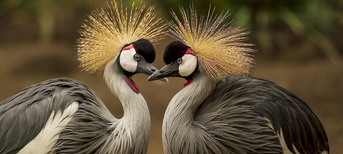 honey moon package, crested crane