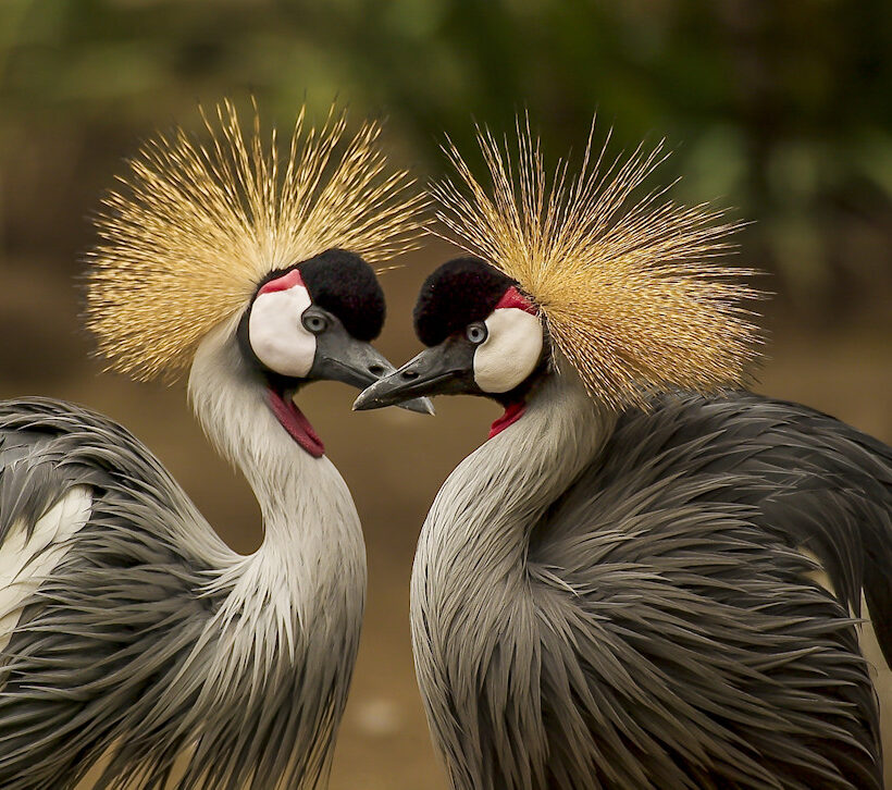 honey moon package, crested crane