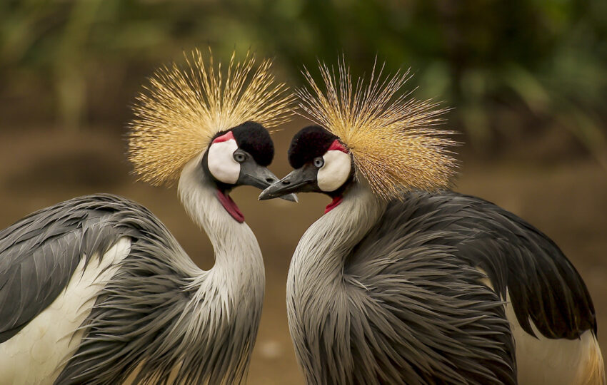 honey moon package, crested crane