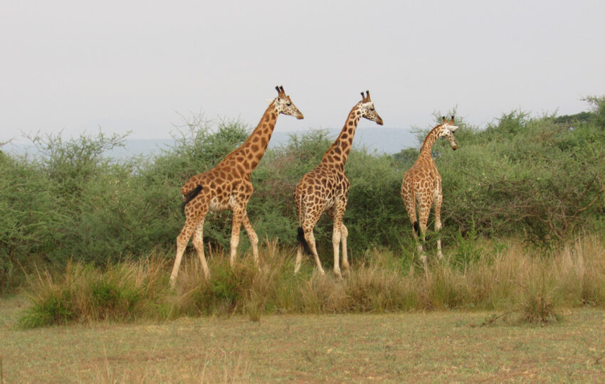 giraffes