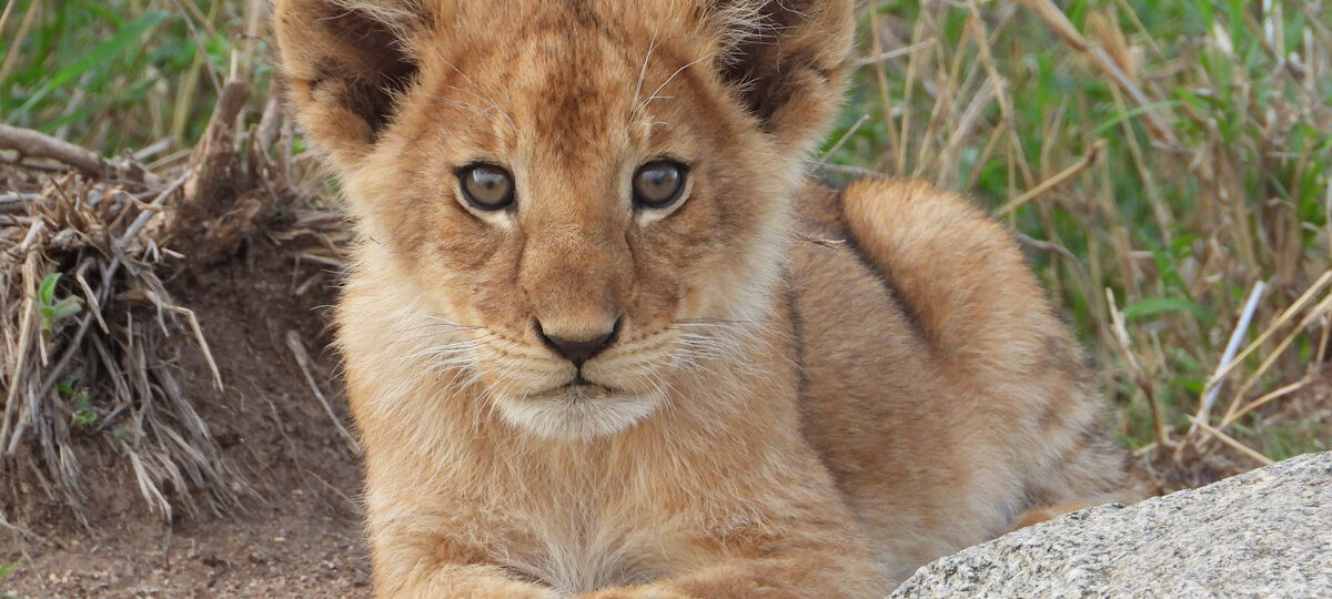 8 Days of Elegance in the Wild