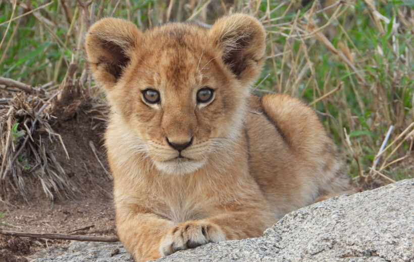 8 Days of Elegance in the Wild,  Tanzania Style.