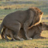 Big Five Adventure, lions mating