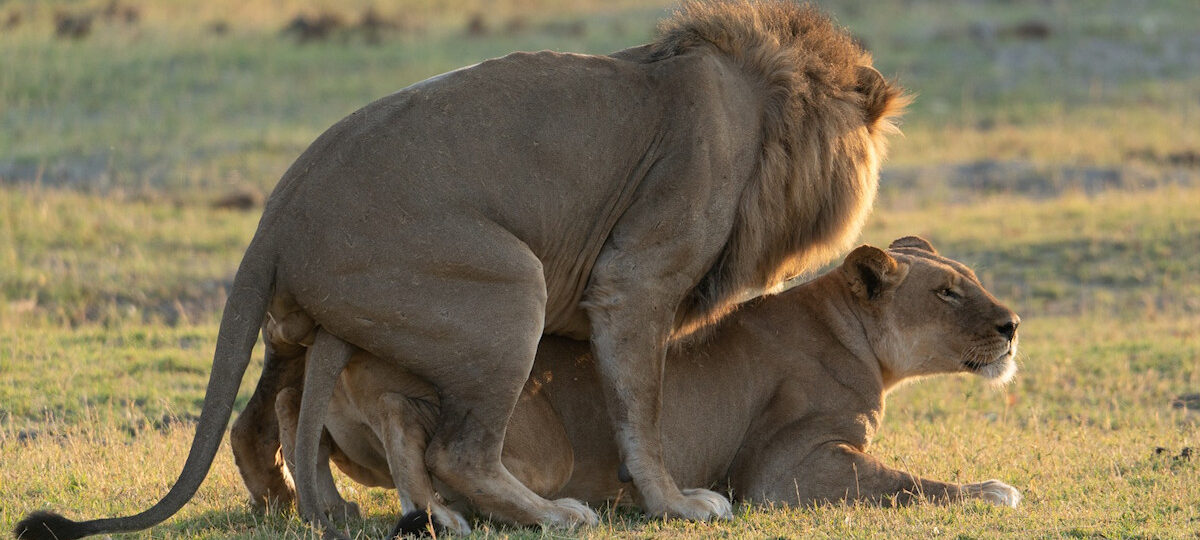 Big Five Adventure, lions mating
