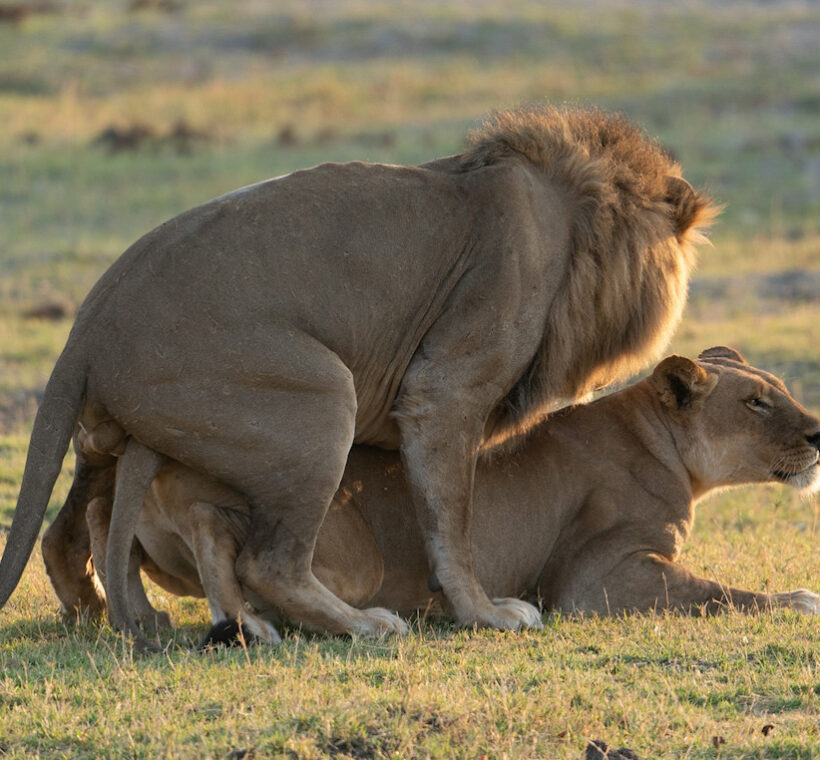 Big Five Adventure, lions mating