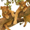 Lake Manyara National Park tree lions