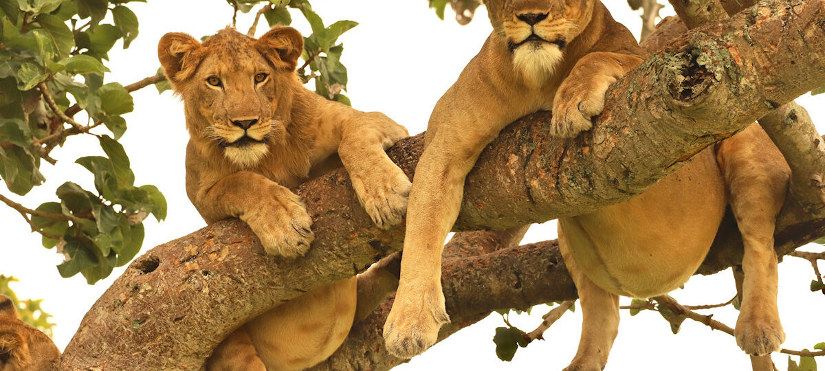 Lake Manyara National Park tree lions
