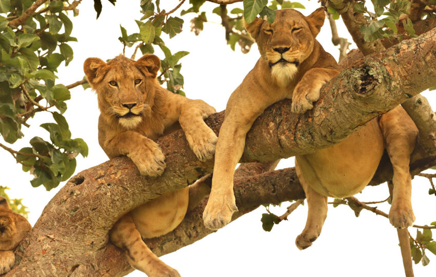 Lake Manyara National Park tree lions