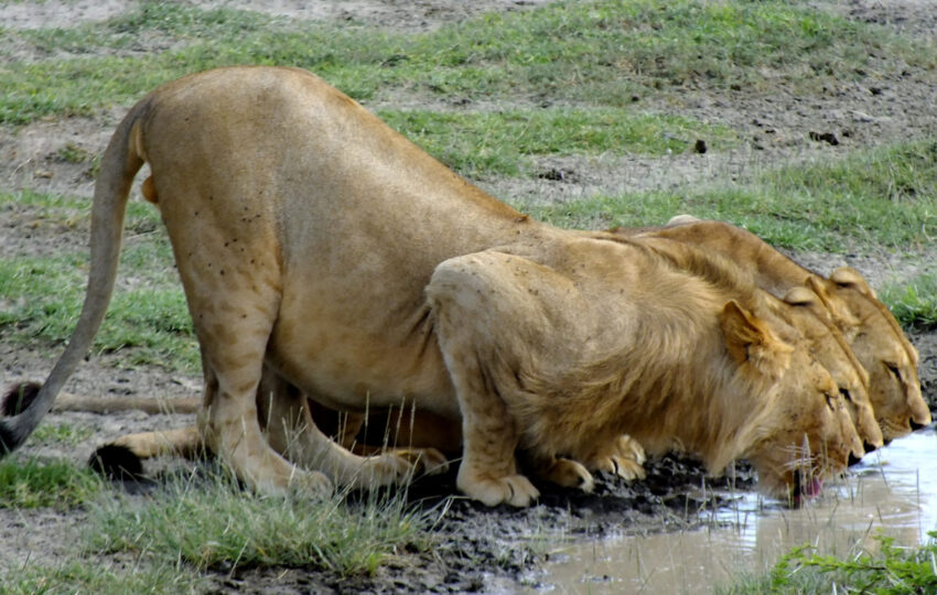 lion pride watering