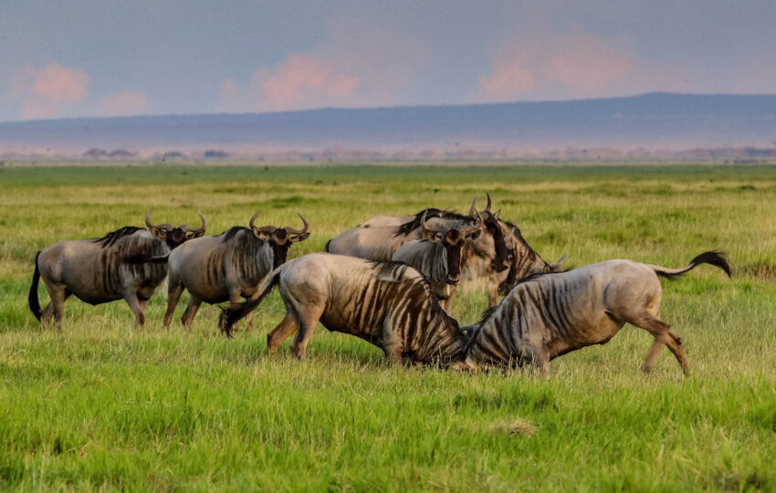 wildbeest fight