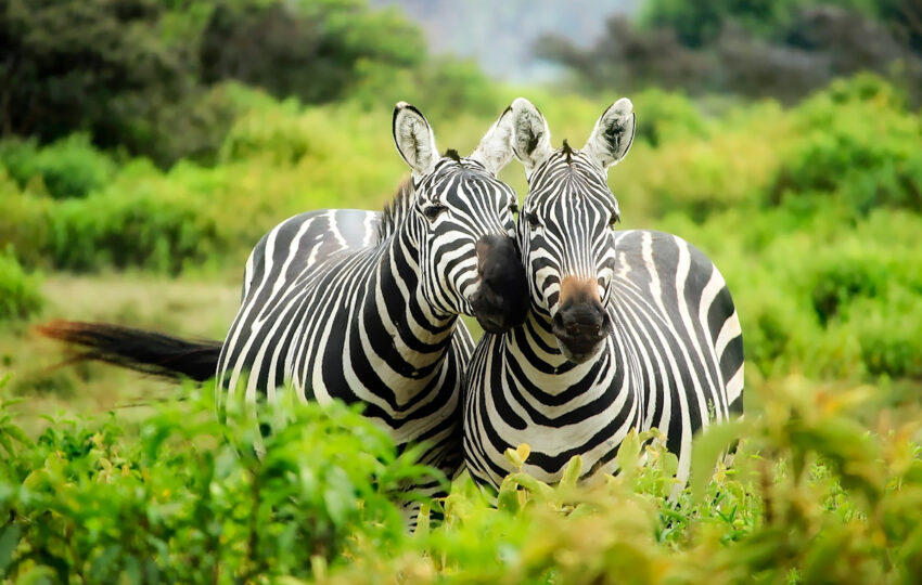 zebra love