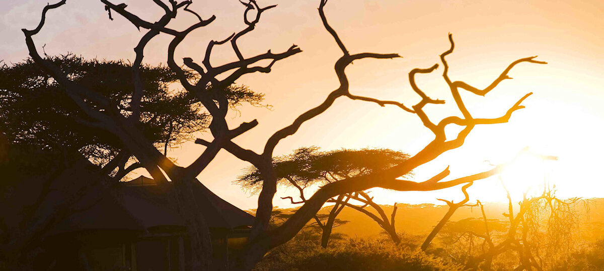 Big Five Safari and Beach,sunset in the park