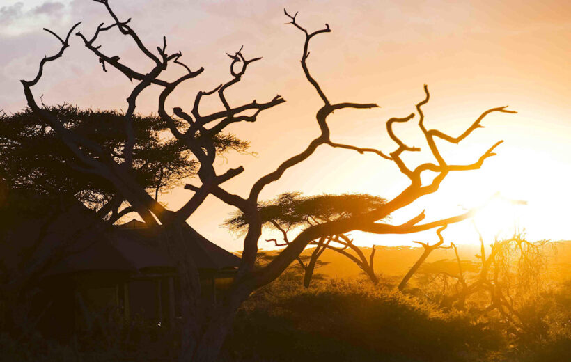 Wild Romance: Tanzania's Big Five Safari and Beach Getaway