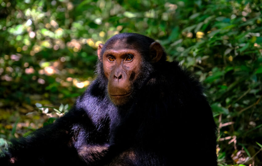 Chimps in Bwindi Forest