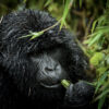 4 day Gorilla trekking