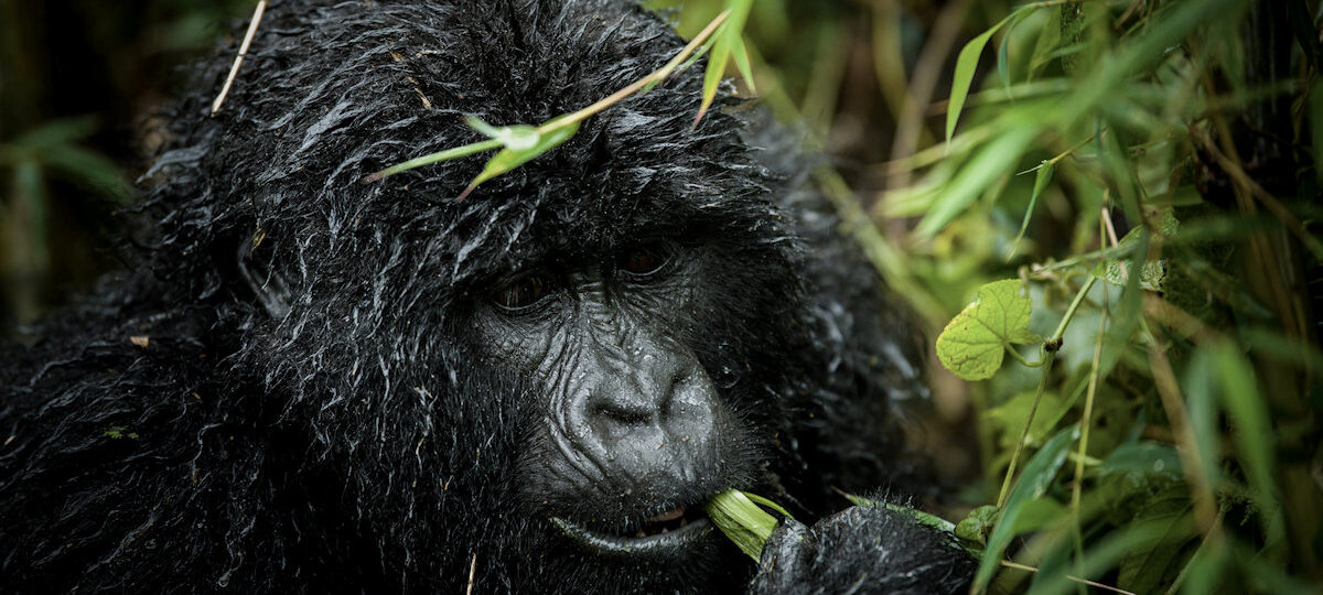 4 day Gorilla trekking