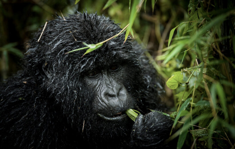 Rwanda 4 Day Gorilla Trekking Tour