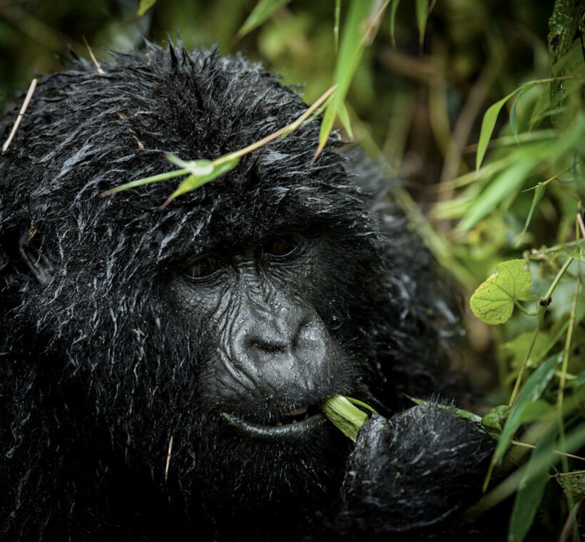 4 day Gorilla trekking